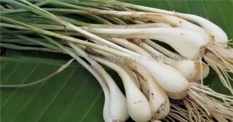 Huong dan chi tiet ky thuat trong tre lay mang dat nang suat cao